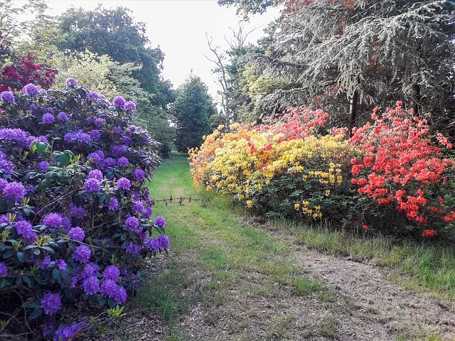 Rhododendron